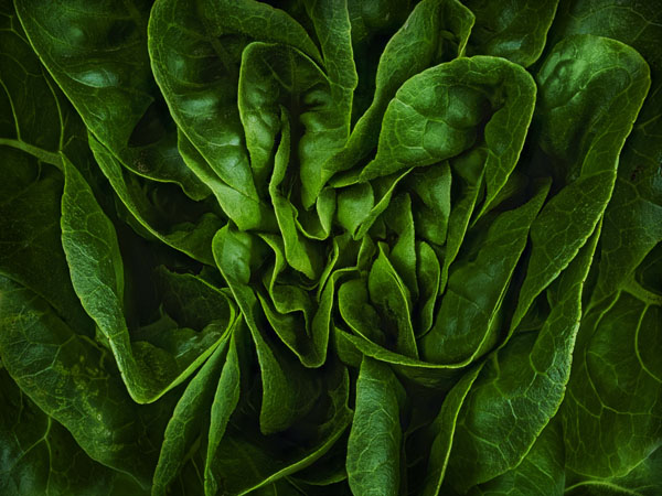 Butter Lettuce - Modernist Cuisine Gallery